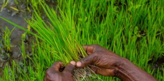 Agribusiness in Tanzania
