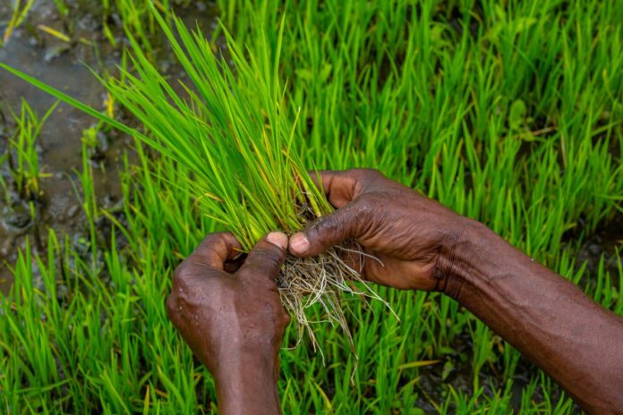 681A6407-1200x800 Agribusiness in Tanzania
