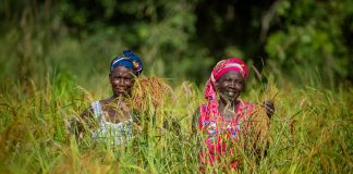 AfDB provides US$ 102.79 million to support farmers through climate resilient Special Agro-Industrial Processing Zones infrastructure African Development Bank provides US$ 102.79 million to support farmers