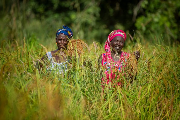 African Development Bank provides US$ 102.79 million to support farmers