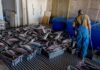 Somalia Has Opened China’s Seafood Market. Now East Africa Must Build the Cold Chain Somalia's agreement with China