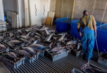 Somalia Has Opened China’s Seafood Market. Now East Africa Must Build the Cold Chain Somalia's agreement with China