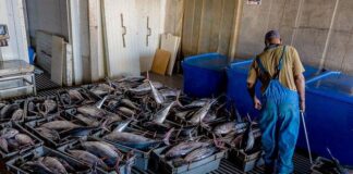 Somalia Has Opened China’s Seafood Market. Now East Africa Must Build the Cold Chain Somalia's agreement with China