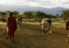 Northern Kenya Rangelands Carbon Project