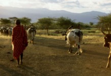 Northern Kenya Rangelands Carbon Project
