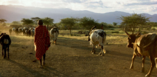 Northern Kenya Rangelands Carbon Project